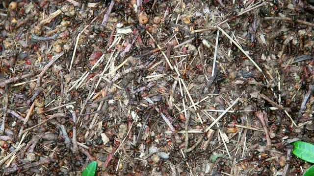 Ants working in cooperation in an anthill