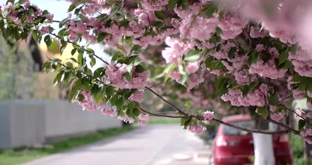 Japanese Cherry Sakura Branch Blossoming Closeup