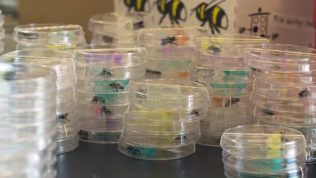 Student Handles Stacks of Bees in Petri Dishes