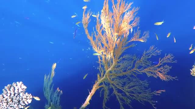 Beautiful sunlight play on hard coral tree