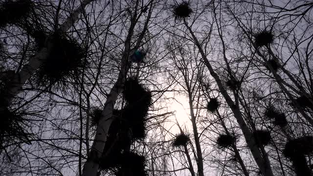Silhouettes Rooks Nesting in the Trees in Early Spring on the Sky Background