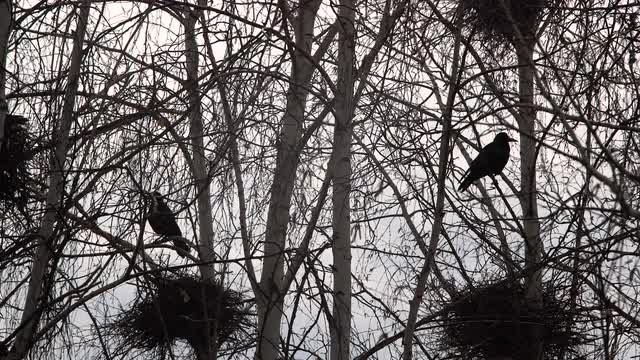 Silhouettes Rooks Nesting in the Trees in Early Spring on the Sky Background