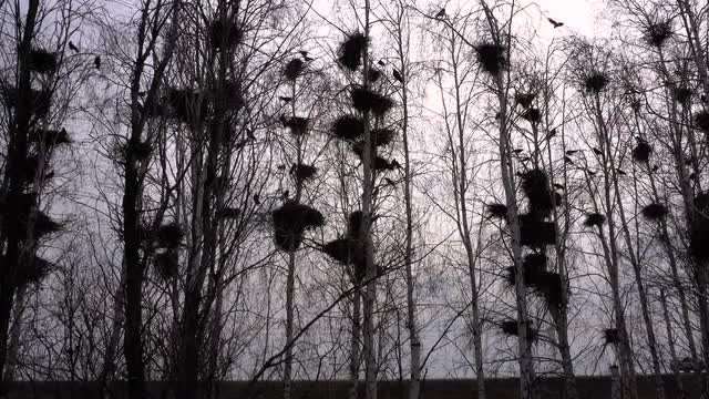 Silhouettes Rooks Nesting in the Trees in Early Spring on the Sky Background