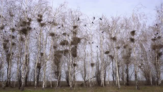 the Nests of Rooks on the Birches in the Early Spring, the First Blue Sky Grass Bloom Buds