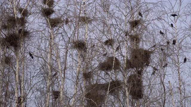 the Nests of Rooks on the Birches in the Early Spring, the First Blue Sky Grass Bloom Buds