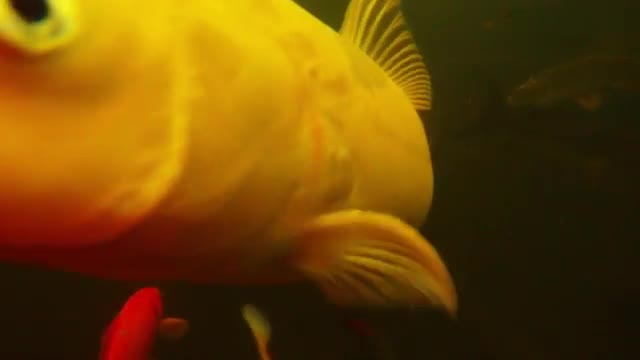 Set of Colored Fish Mouth Moving Floats in Water Closeup Underwater Shooting