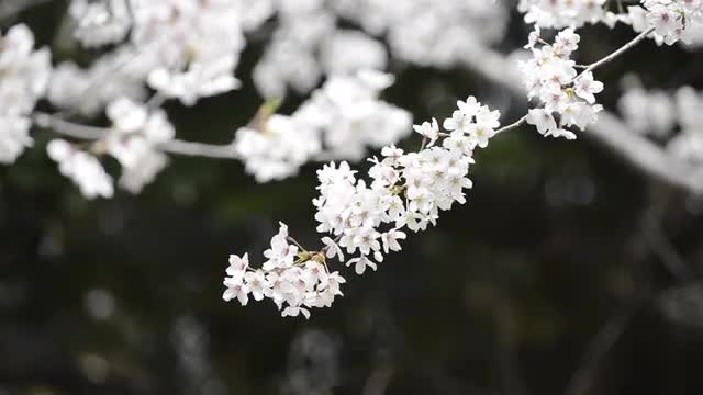 Hanami cherry blossom viewing at Hibiya Park, Tokyo, Japan