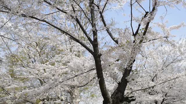 Hanami cherry blossom viewing at Hibiya Park, Tokyo, Japan