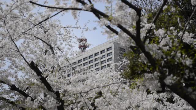 Hanami cherry blossom viewing at Hibiya Park, Tokyo, Japan