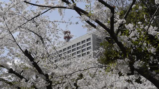 Hanami cherry blossom viewing at Hibiya Park, Tokyo, Japan