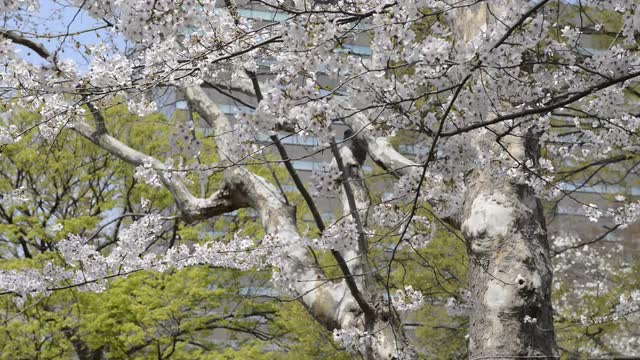 Hanami cherry blossom viewing at Hibiya Park, Tokyo, Japan