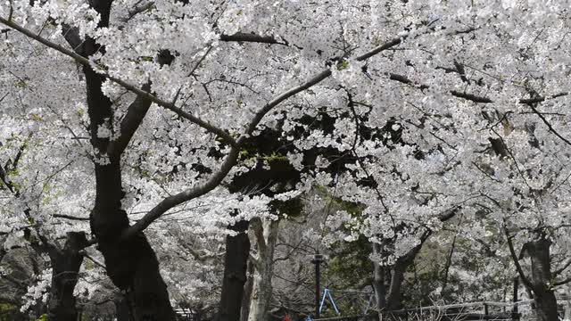 Hanami cherry blossom viewing at Hibiya Park, Tokyo, Japan