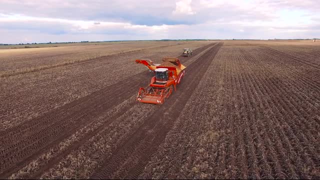 Flight over Potato fieldBeautiful Aerial view of Tractor works on the field 