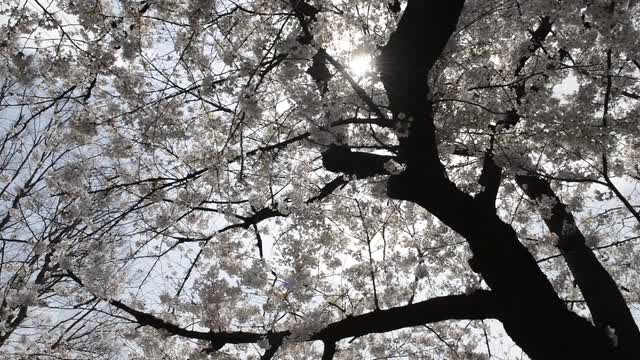 Hanami cherry blossom viewing at Ueno Park, Tokyo, Japan