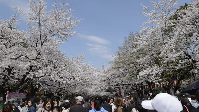 Hanami cherry blossom viewing at Ueno Park, Tokyo, Japan