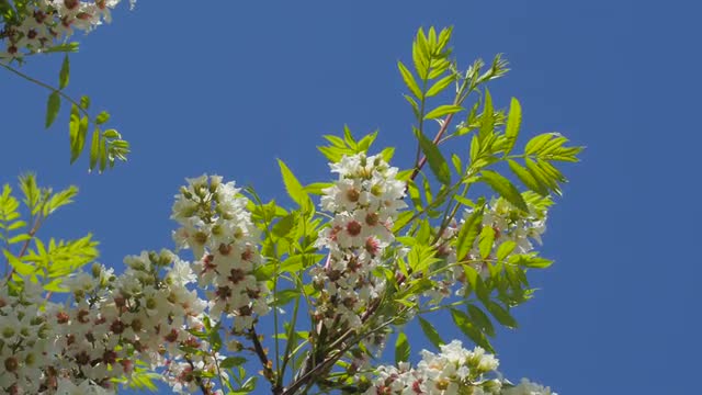 Inflorescences of Acacia Senegalia Greggii Thorntree Whistling Thorn Wattle Kiev Botanical Garden in