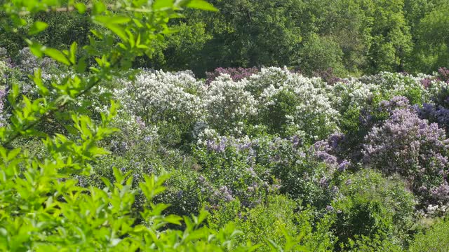 Blooming Lilac Acacia Syringa Vulgaris Senegalia Greggii Flowers Green Leaves Kiev Botanical Garden 