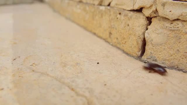 Female desert sand cockroach aka Arenivaga africana moving fast on pavement