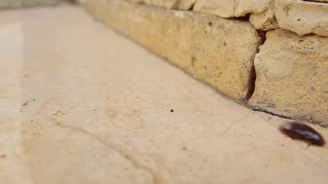 Female desert sand cockroach aka Arenivaga africana moving fast on pavement
