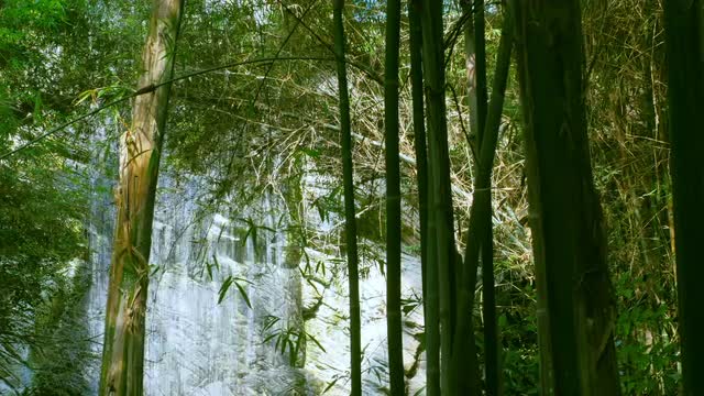 Green Bamboo on Tropical Waterfall