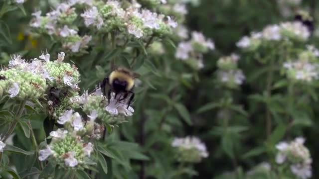 Bumble bee feeding on mint flowers