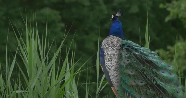 Common Peafowl,bird,blue Peacock Hide His Head Closeup, Tail's Feathers