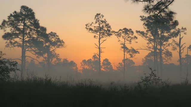 4K Pine Forest Pre-sunrise 1
