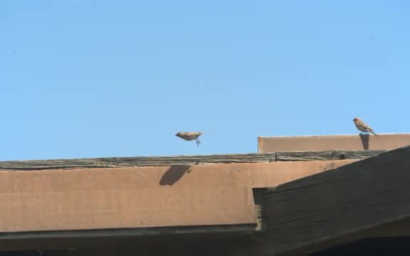 Mourning Dove Take-off