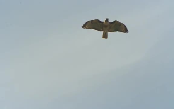 Red-tailed Hawk Soaring
