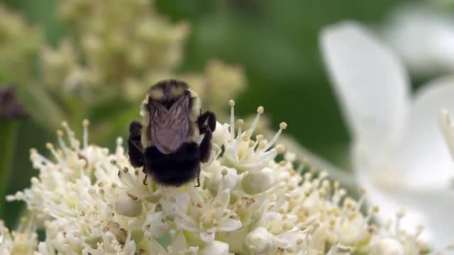 Rear shot of Bumble Bee Foraging on White Hydrangea 
