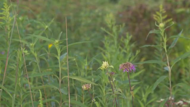 Monarda Flowers &amp; Prairie Plants