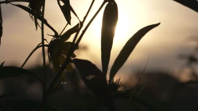 Silhouette of Flowers, fast pan