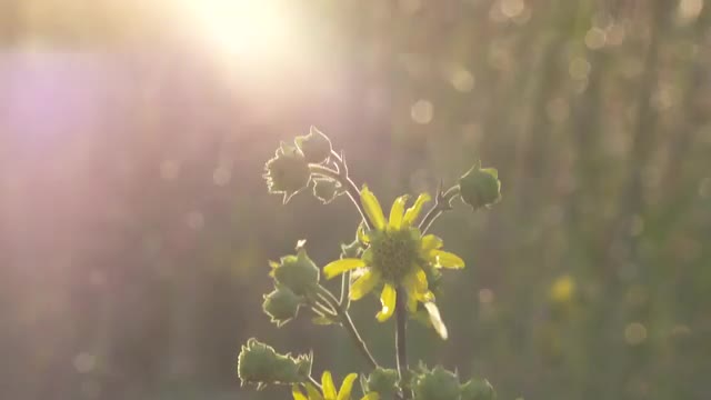 Tilt up to yellow flowers on a background sunset with lens flare