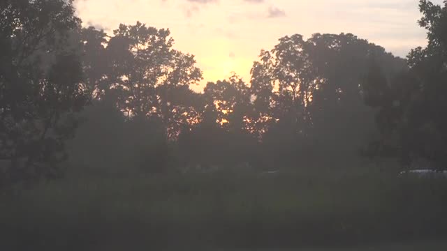 Sunset over trees and pavement