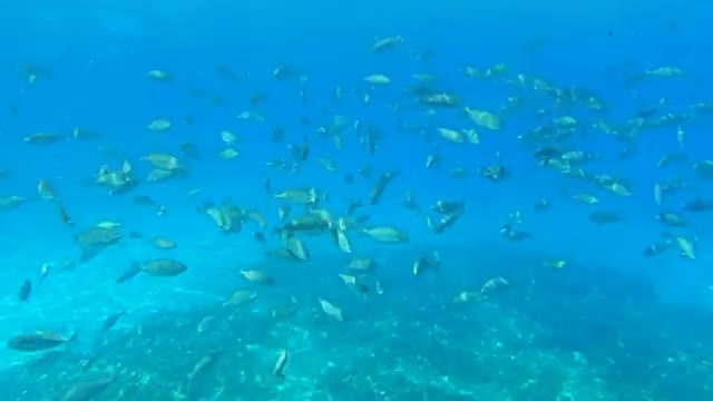 School of Fish Swims in the Sea