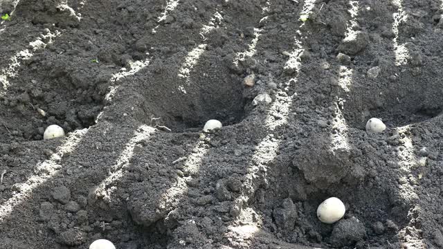 Planting Potatoes in the Ground With a Shovel