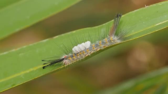 4K Fir Tussock Moth (Orgyia detrita) Caterpillar 1