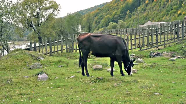 Cow pastures at the river bank