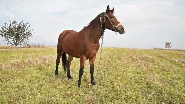 Horse at the green grass meadow