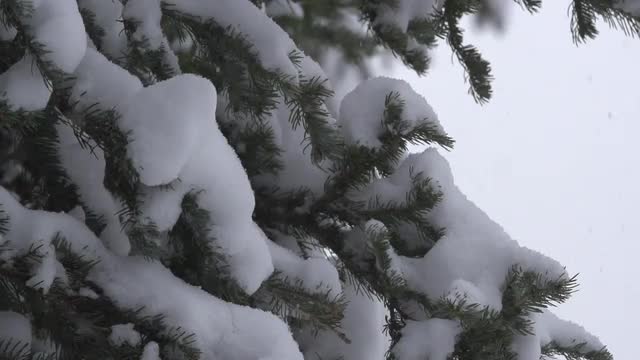 Show Motion Snow Falling on Pine Tree