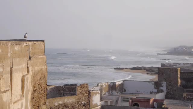 gull on Rooftop view on medina in Essaouira, Morocco