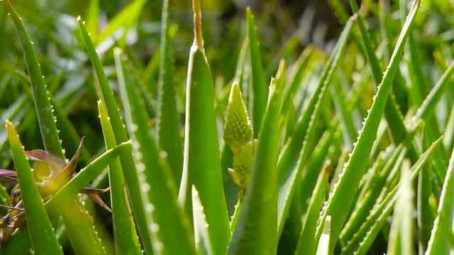 Aloe vera handheld shot focusing