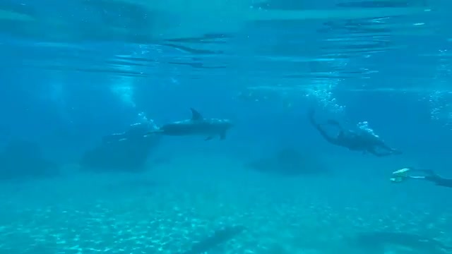 Underwater Floating Dolphins and Divers