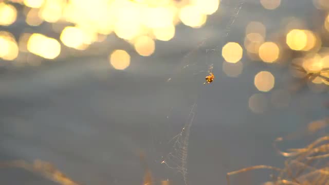 Abstract Gold Bokeh Reflections on the Water Surface