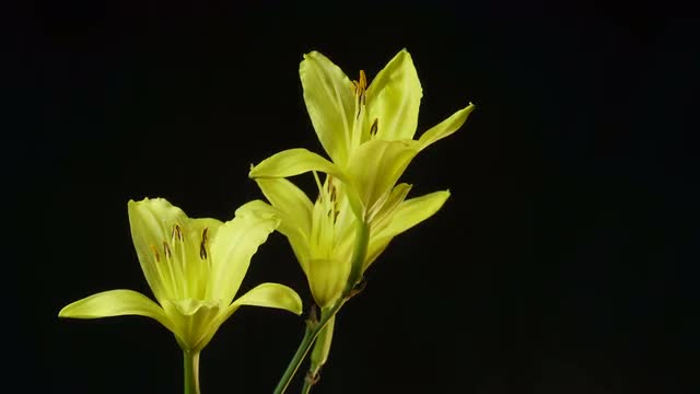 Timelapse of a Yellow Daylily Flower Blooming and Fading on Black Background