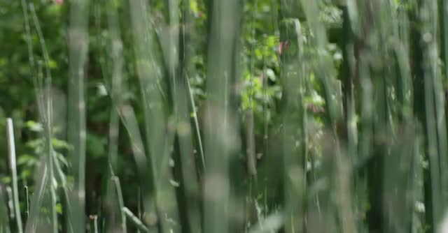Equisetum stems focus rack - 4.5k
