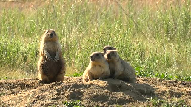 Family of Marmots in the Wild Steppe Summer Near His Home. Close-Up. Four Individuals.
