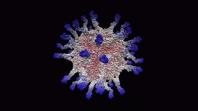 Polio virus