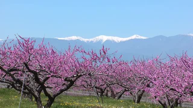 Peach blossoms, Yamanashi Prefecture, Japan