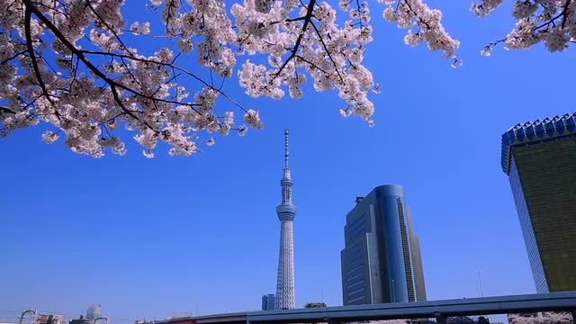 View of Tokyo Sky Tree, Tokyo, Japan